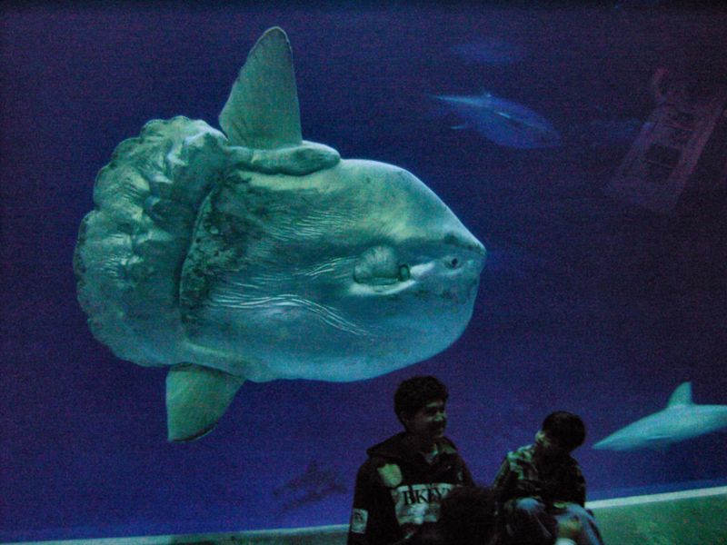 800px-Mola_mola_ocean_sunfish_Monterey_Bay_Aquarium_2.jpg