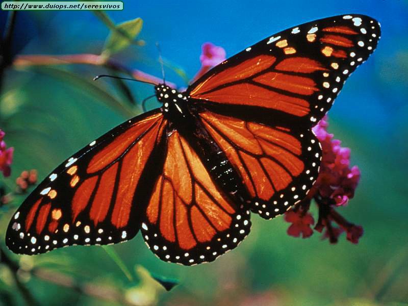 monarch-butterflies.jpg