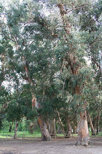 399px-Eucalyptus_JPG2b.jpg