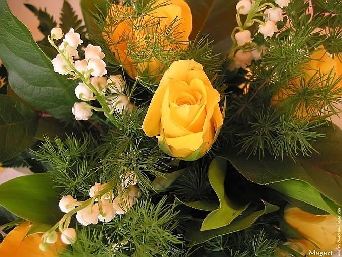galerie-membre,fleur-muguet,muguet-en-bouquet.2.jpg