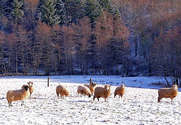 Moutons et brebis en hiver..attention au loup garou.jpg