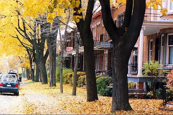 Montreal quartier Outremont en automne.jpg