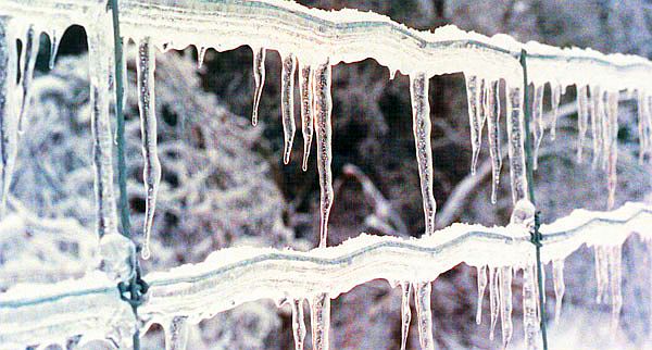 An ice-covered fence near Cantley, Quebec, January 1998.jpg