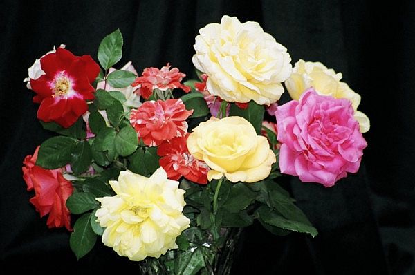 rose_bouquet, Chabat Chalom.jpg