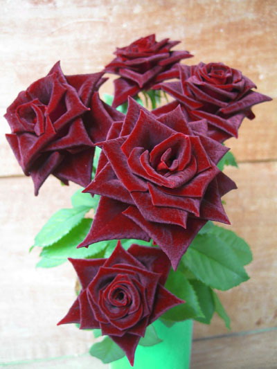 rose-rouge-black-baccara.jpg