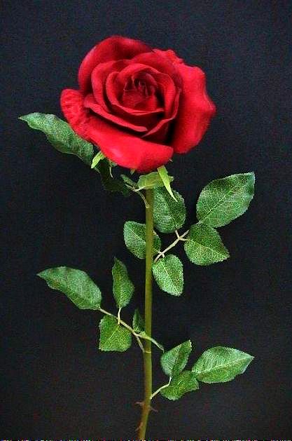 Single Rose en souvenir de  maman.jpg
