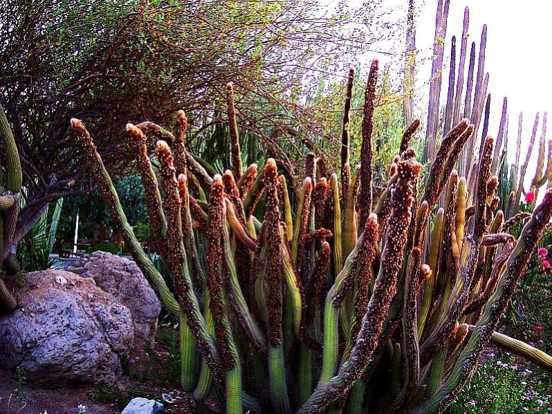 Ein Gedi, jardin botannique, plantes du desert, mer morte israel.jpg
