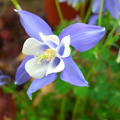 fleur  bleue.jpg