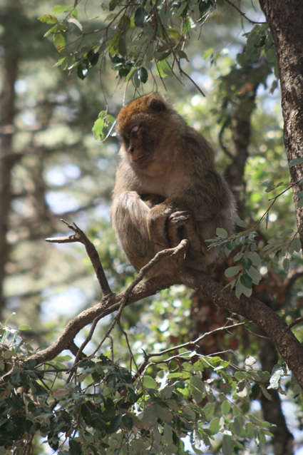 macaque.jpg