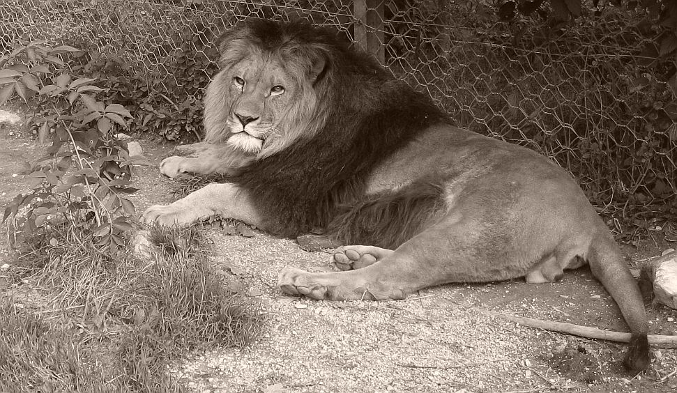 Lion de...afrique, tel celui de l\'atlas.jpg