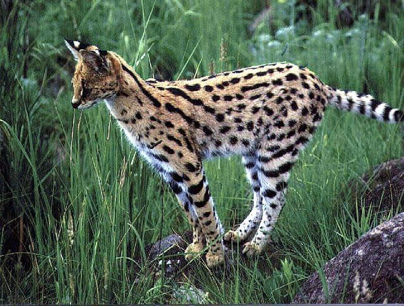 serval-wlpr.jpg