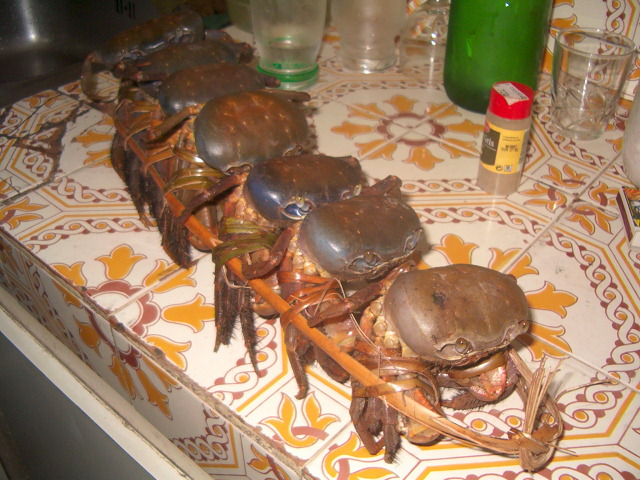 Crabes poilus 2.JPG