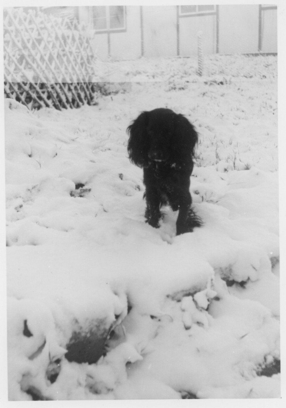 1953 Kim dans la neige.jpg