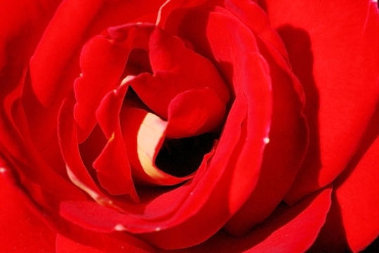 rose-rouge-380341.jpg