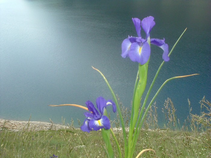 iris latifolia.jpg