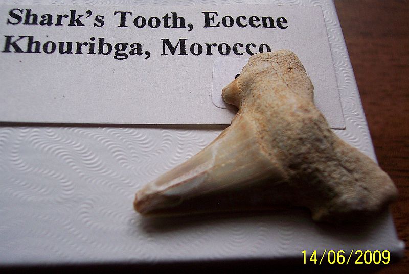 Dent de requin , fossile khouribga , maroc.jpg