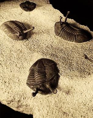 A plate of trilobites.jpg