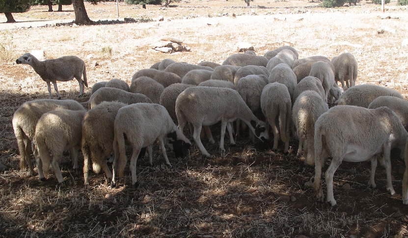 moutons.JPG