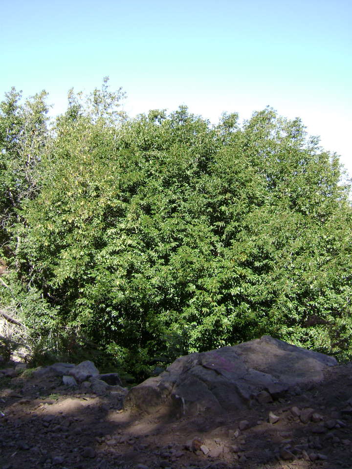 Prunus lusitanca.jpg
