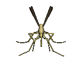 insectes-moustiques-00002.gif