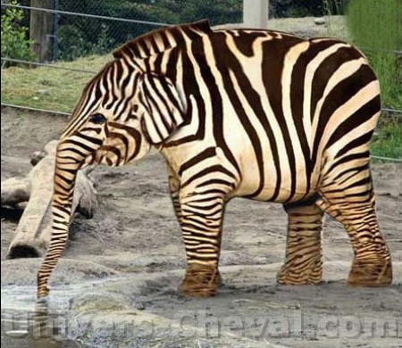 zebre-elephant.jpg