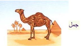 Camel Jmel.JPG