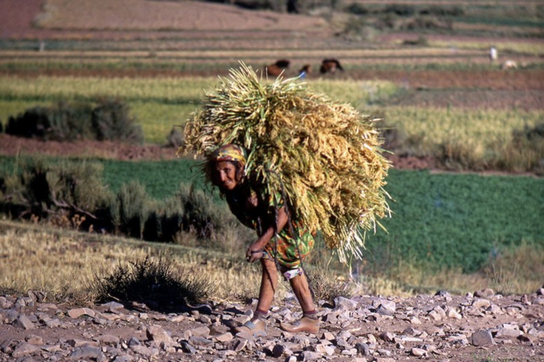 352-Maroc-Femme berbère de retour des champs.jpg