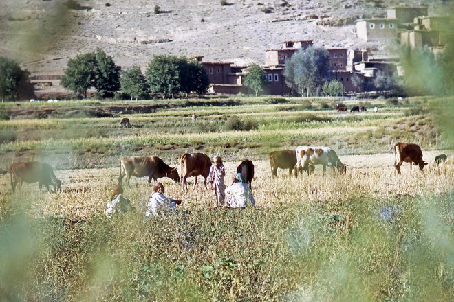 356-Maroc-Femmes gardant le troupeau.jpg