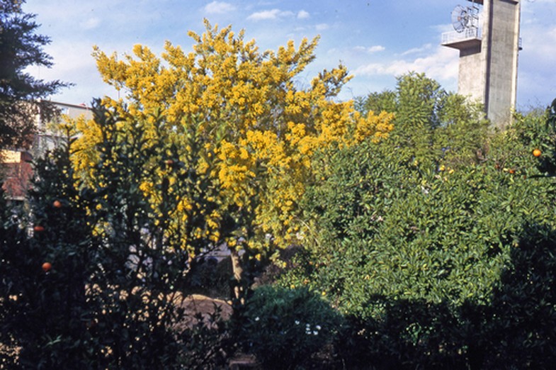 1340-Maroc 1971-Béni-Mellal-Orangers et mimosas-Tour de la poste.jpg