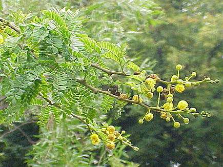 Acacia karroo1.jpg