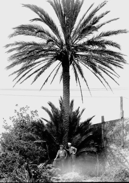 Shipmate Jenkins and me in 1947 standing beneath the largest-tallest palm tree on the base.1.jpg