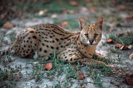 espece de lynx, chat sauvage moyen atlas.jpg