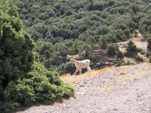 chevre a la montagne.jpg