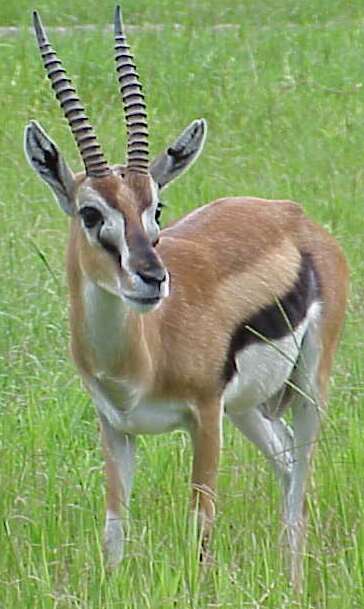 animal-thomsons-gazelle.jpg