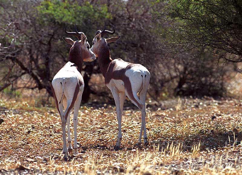 Gazelles dama R\'Mila Plaines de Marrakech.jpg