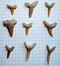 dents de requins prehistoriques.jpg