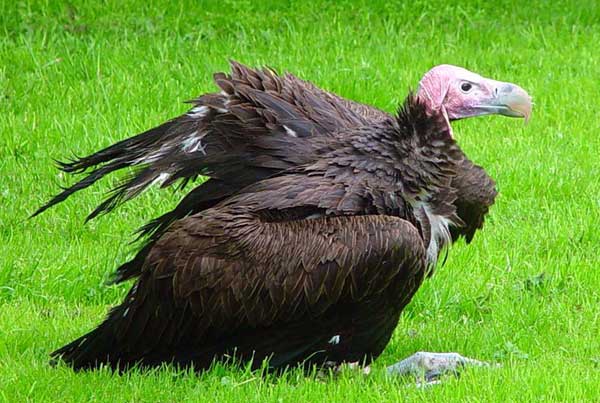 Habitat du vautour oricou, la femelle.jpg