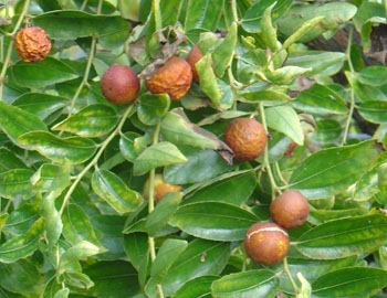 jujube3.jpg