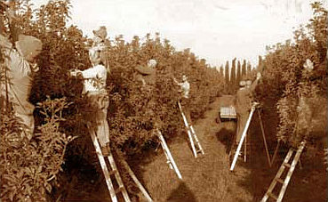 Fruit picking in Kibbutz Sarid. Photo de Dragner.jpg
