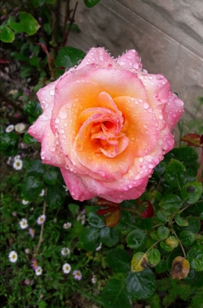 rose rosy.jpg