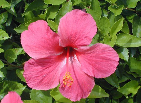 hibiscus.5.jpg