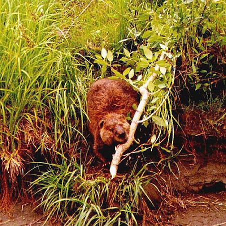 beaver-castor ingenieux.1.jpg